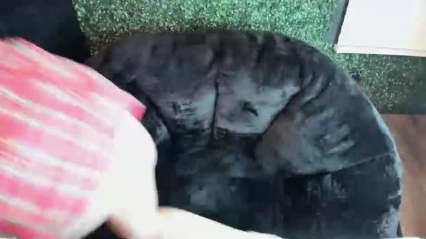 stckedbombshell sexy Webcam SHOW @ Chaturbate 21-03-2025