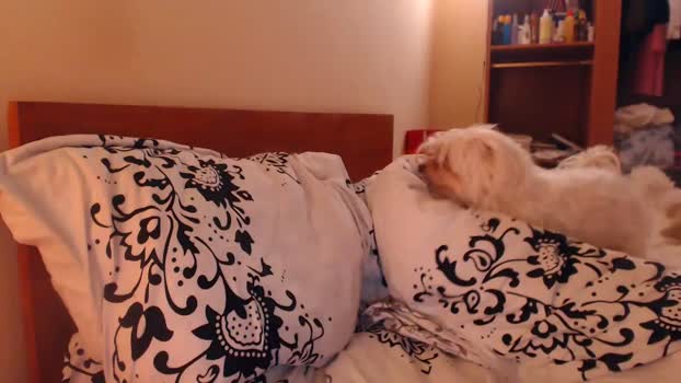 andrasweetie kiss Webcam SHOW @ Chaturbate 01-06-2025