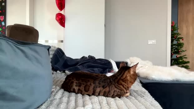 bitter_moon strip Webcam SHOW @ Chaturbate 21-02-2026