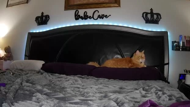 bdon1977 22-05-2026 HD fuckpussy Porn fuckass suck