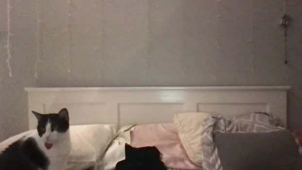 stelladams 08-06-2026 HD orgasm playtime tits lick
